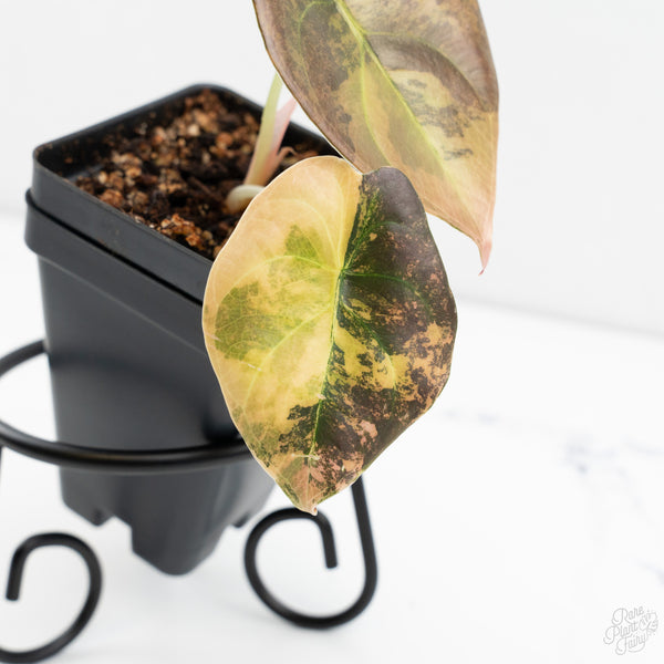 Alocasia Cuprea Gold/Aurea/Caramel Latte Variegated (wk9-UC)