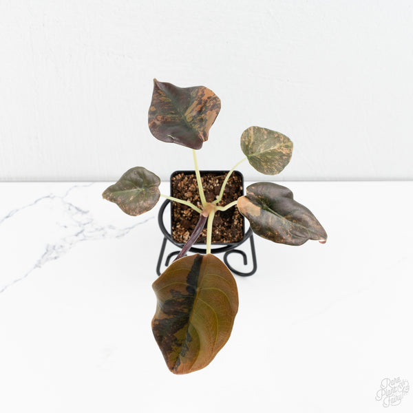 Alocasia Cuprea Gold/Aurea/Caramel Latte Variegated (wk9-UD)