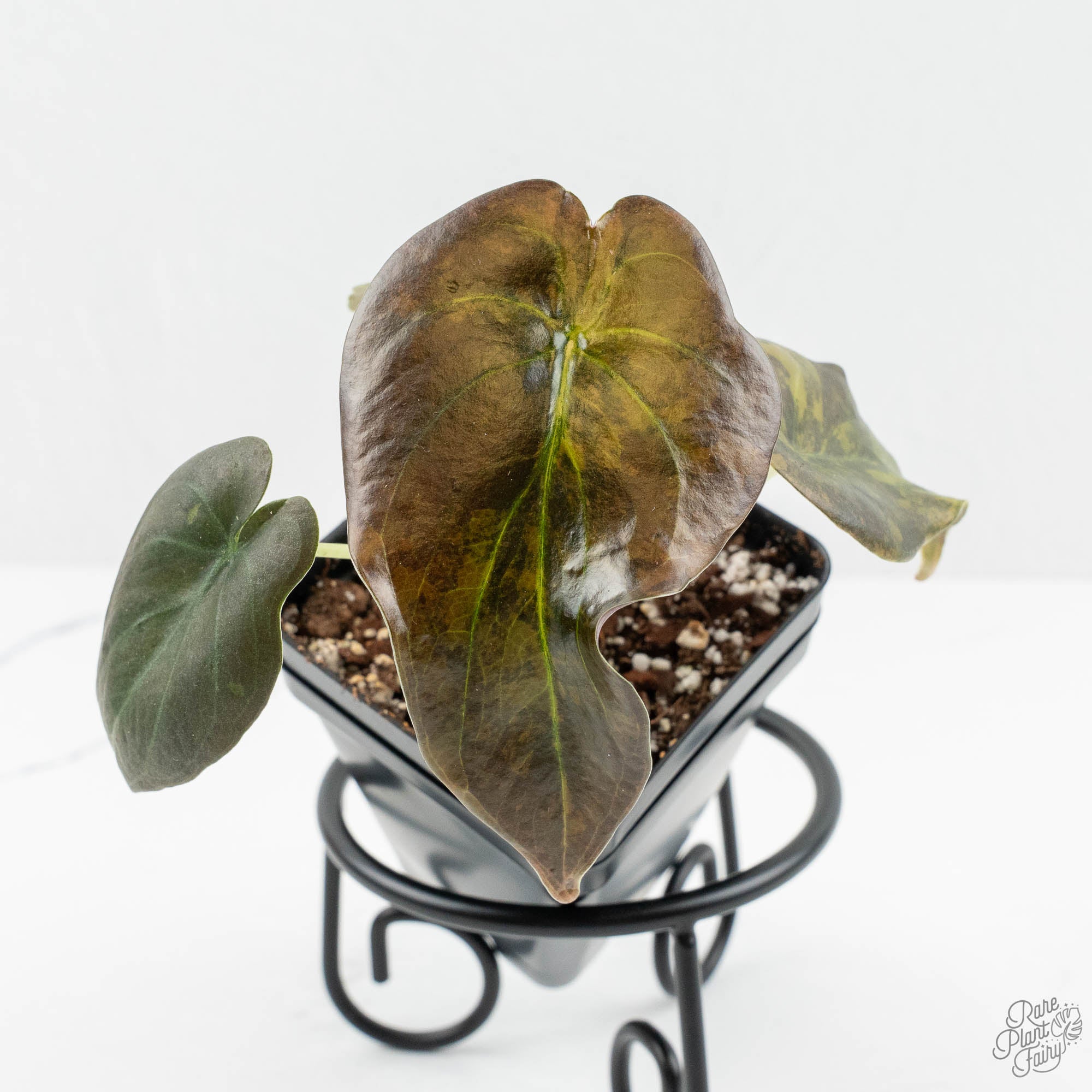 Alocasia Cuprea Gold/Aurea/Caramel Latte Variegated (wk15-Q