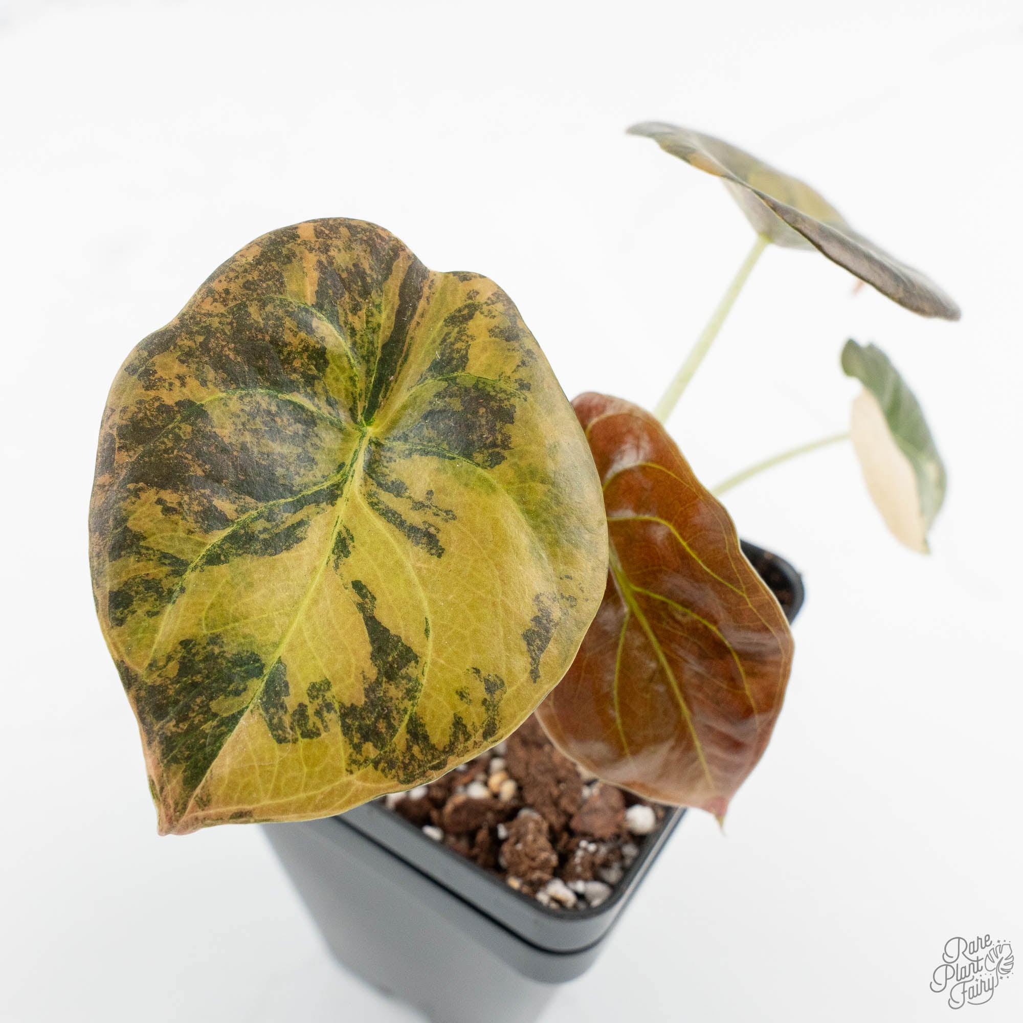 ボンバダアグア　サイデイラ Alocasia Cuprea Gold/Aurea/Caramel Latte Variegated (wk15-Q