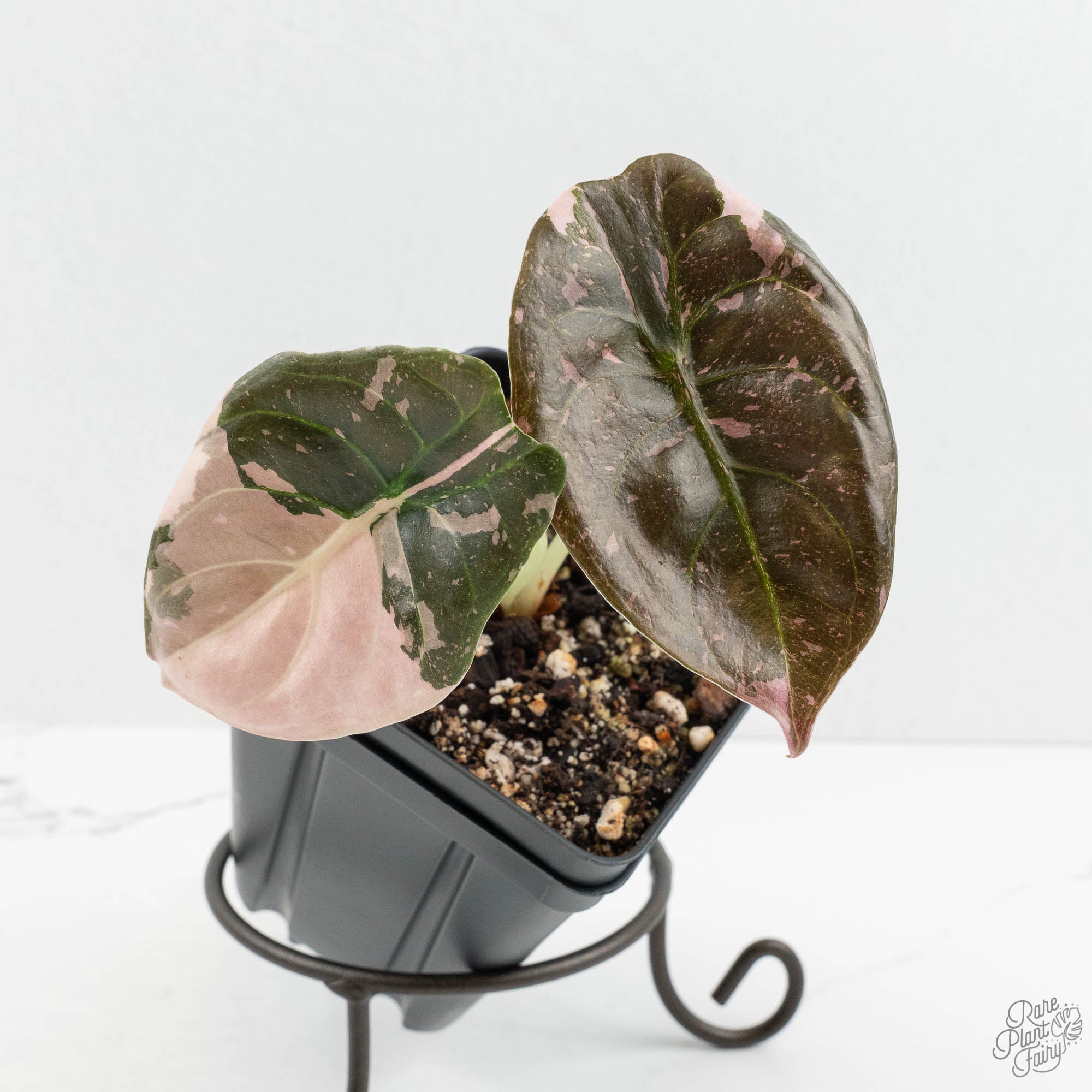 Alocasia 'Cuprea' True Pink Variegated *Corm Grown* (wk18-UP