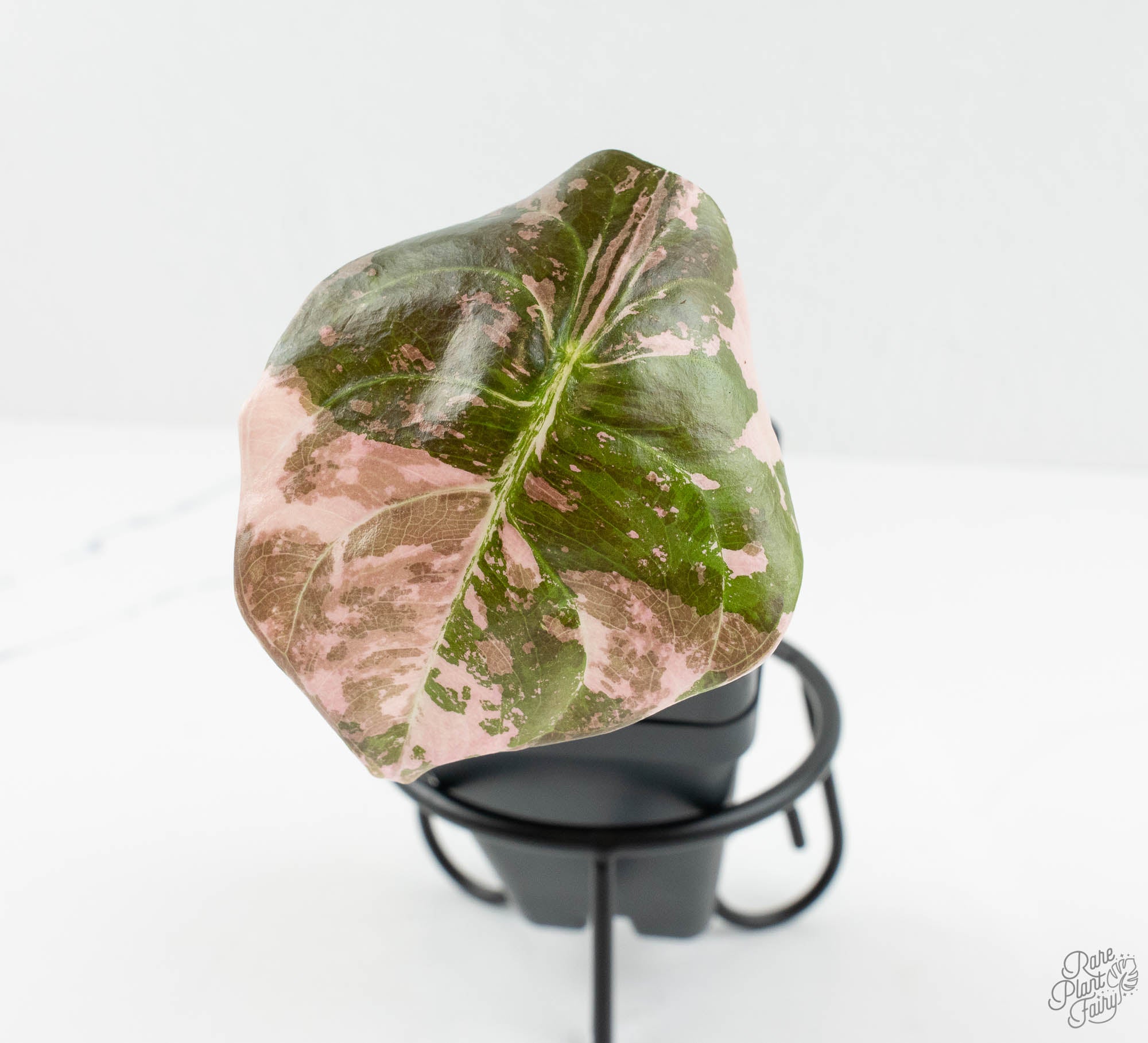 Alocasia 'Cuprea' True Pink Variegated *Corm Grown* (wk13-UV
