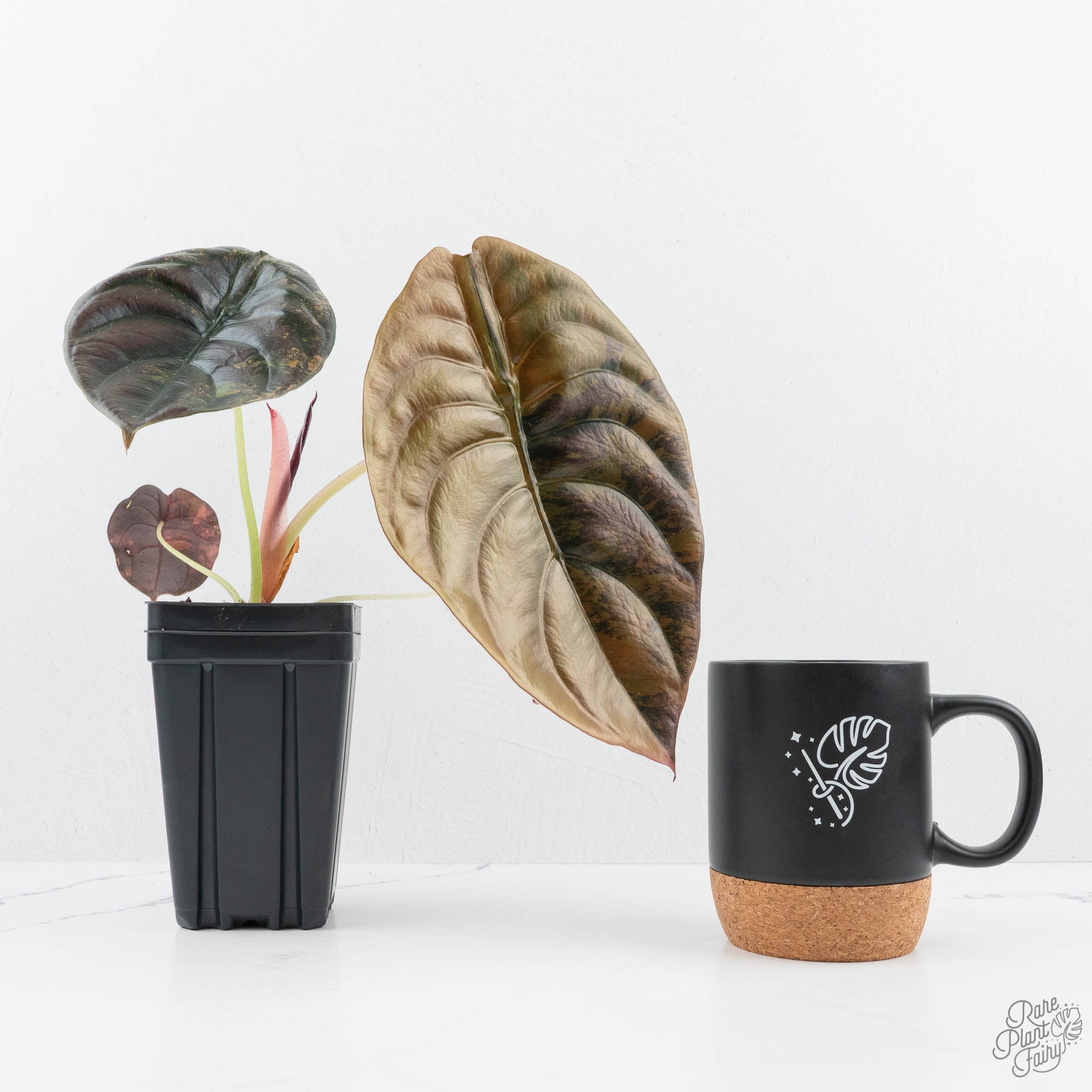 Alocasia Cuprea Gold/Aurea/Caramel Latte Variegated (wk19-UH