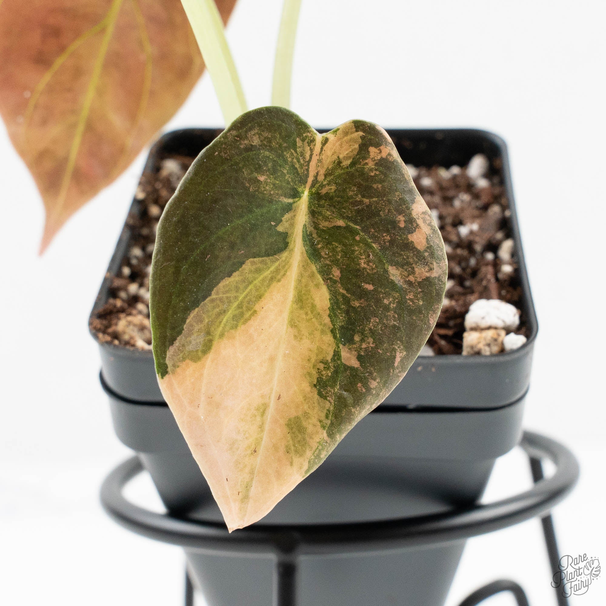 ［洋蘭原種］Bulb. claptonense aurea Alocasia Cuprea Gold/Aurea/Caramel Latte Variegated (wk19-UQ