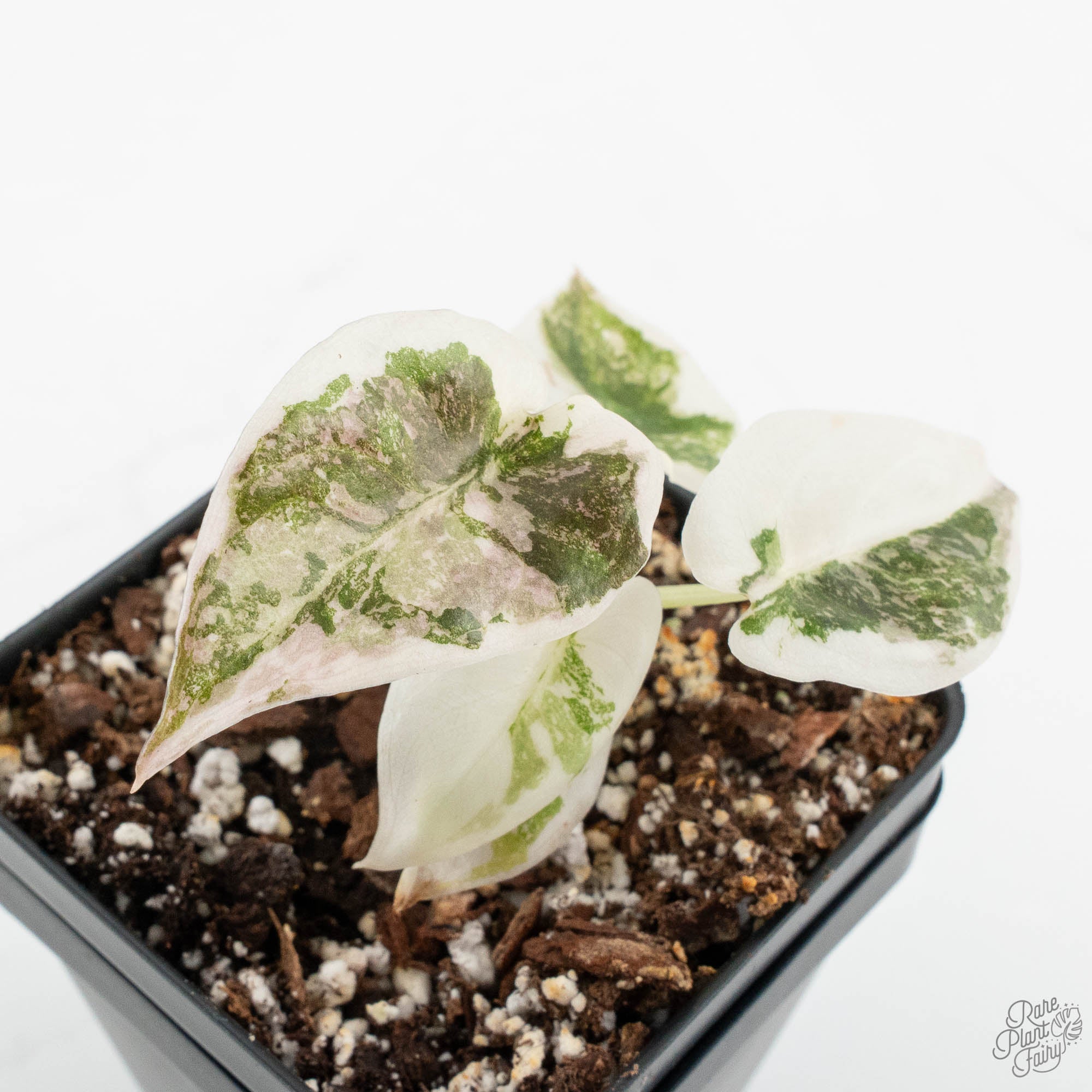 Alocasia 'Cuprea' Albo/Pink Variegated (wk14-E) – Rare Plant Fairy