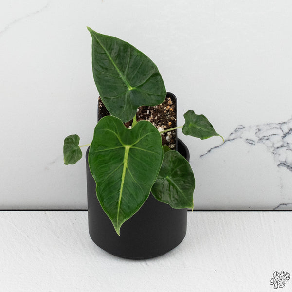 Alocasia 'Emerald Tide' *Grower's Choice*