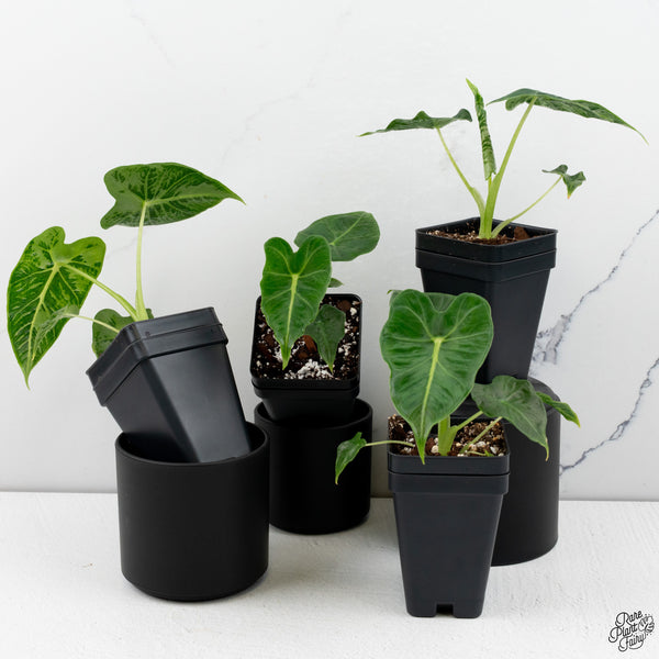 Alocasia 'Emerald Tide' *Grower's Choice*