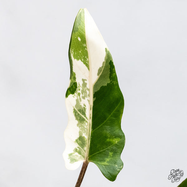 Alocasia Lauterbachiana Albo Variegated (wk46-N)