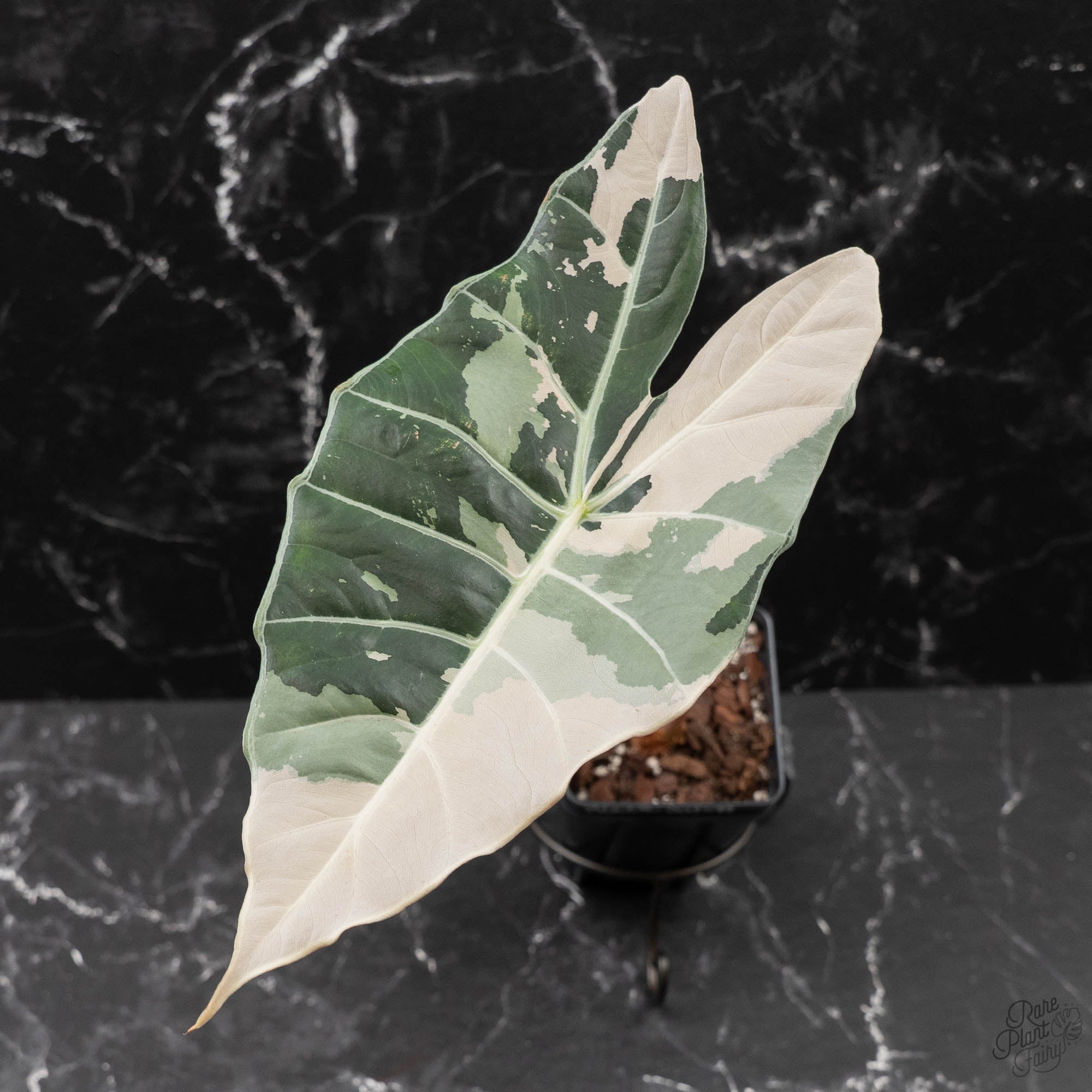 Alocasia Longiloba 'Black Satun' Albo/Pink Variegated (wk42-U54