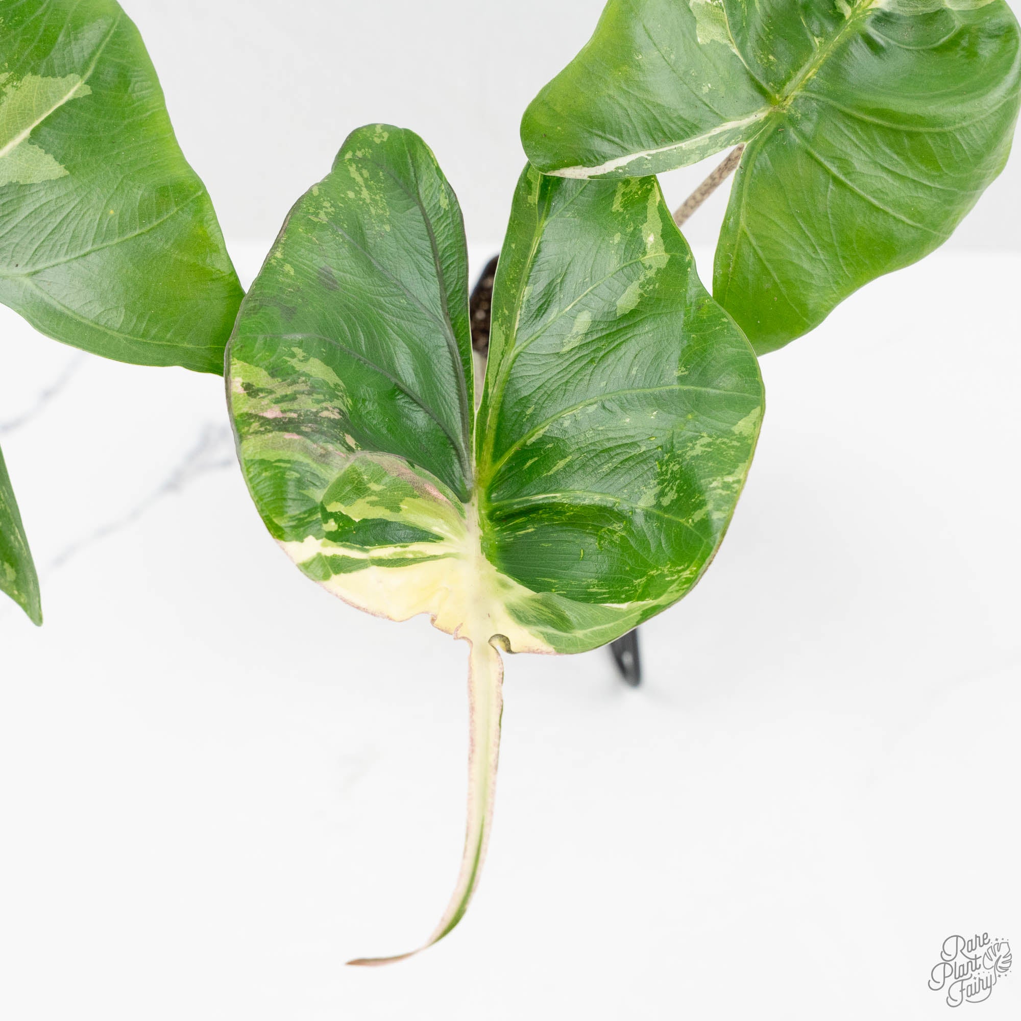 Alocasia Macrorrhiza 'Stingray' Albo and Pink Variegated (wk16-UP) – Rare  Plant Fairy
