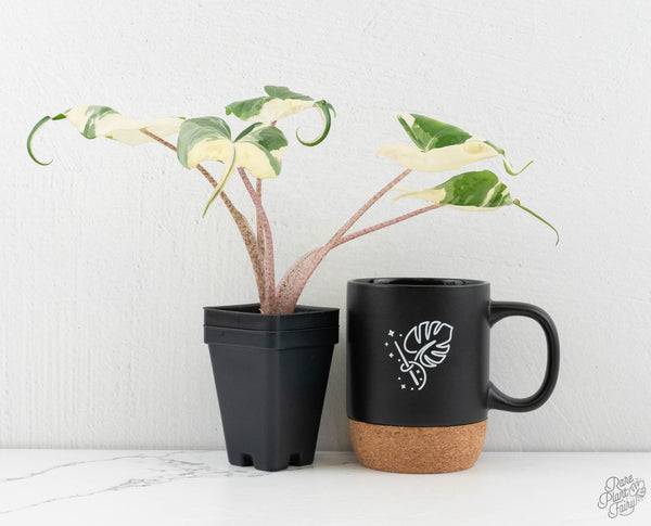 Alocasia Macrorrhiza 'Stingray' Albo Variegated (wk11-UF)