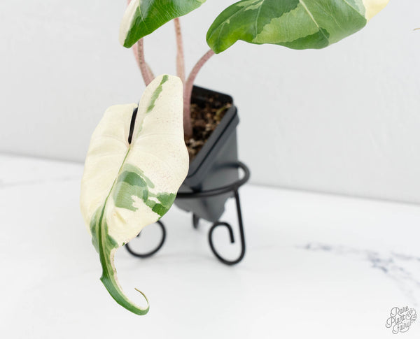 Alocasia Macrorrhiza 'Stingray' Albo Variegated (wk11-UF)