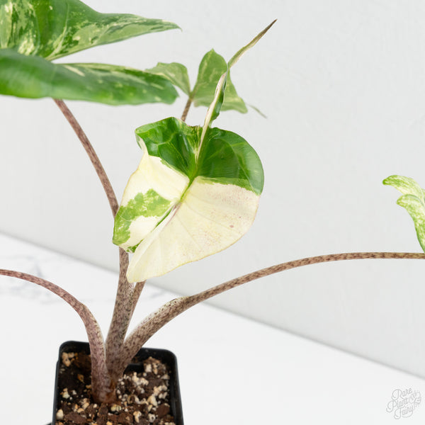 Alocasia Macrorrhiza 'Stingray' Albo Variegated (wk8-UQ)