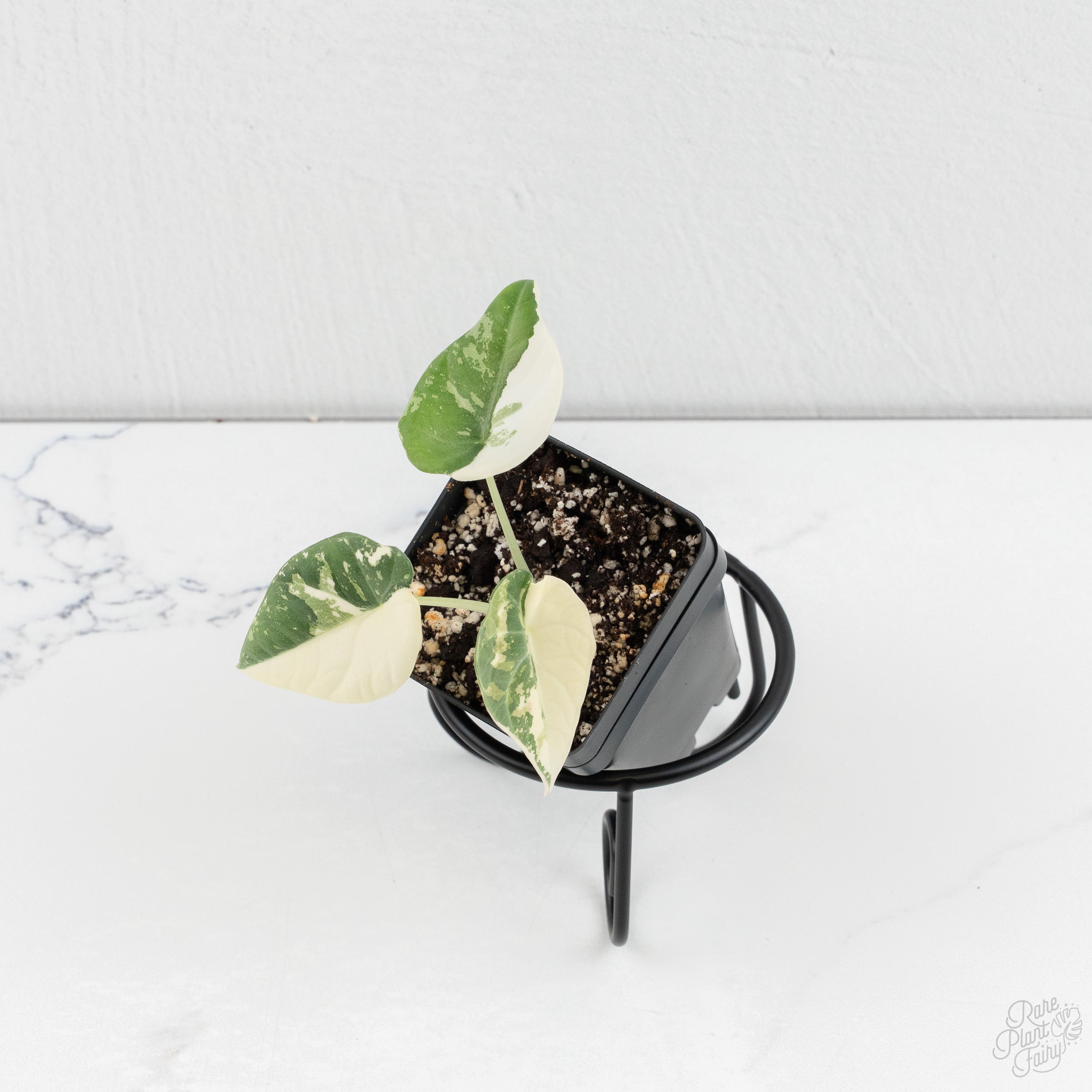 Alocasia Maharani Albo Variegated (wk9-A) – Rare Plant Fairy