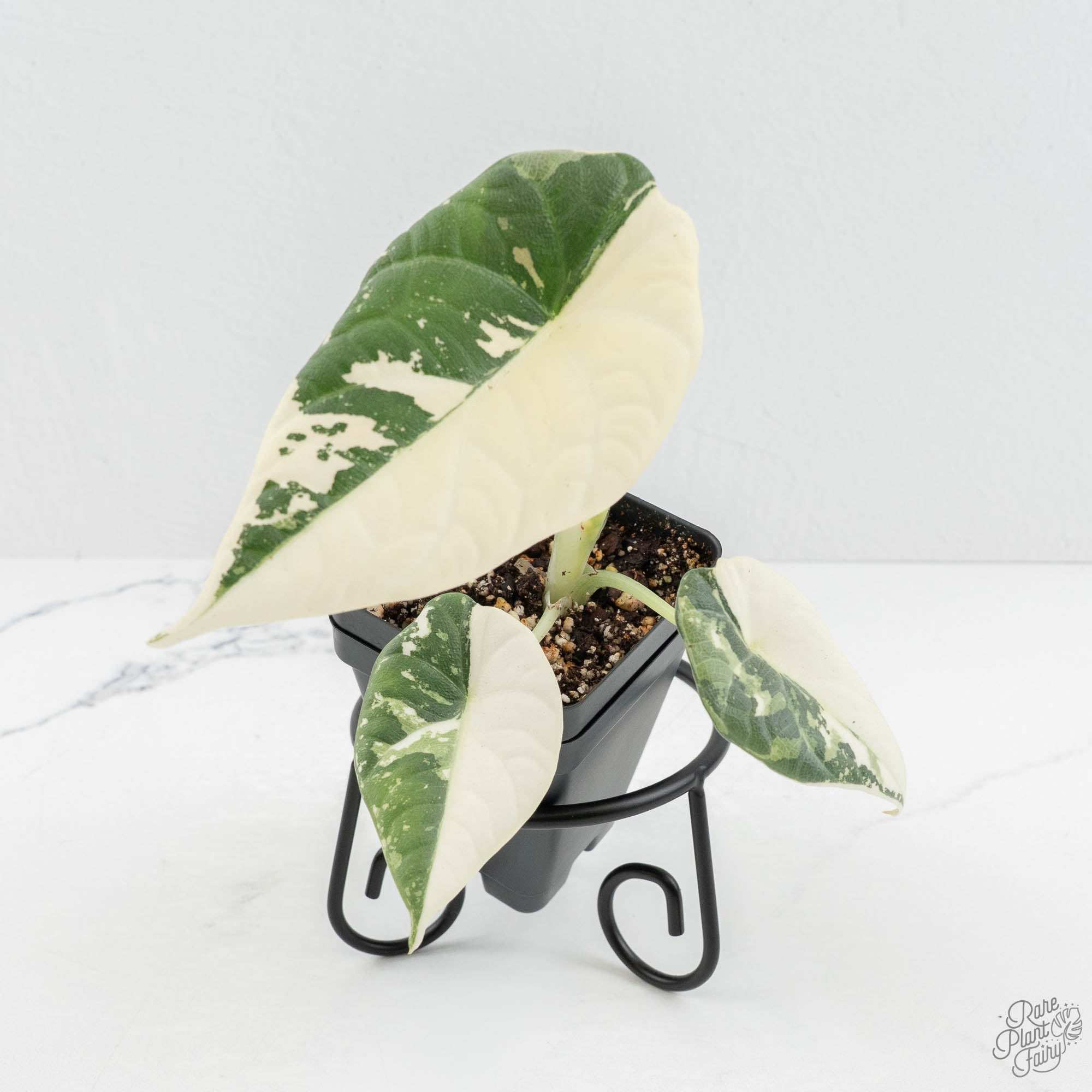 anthurium maharani Alocasia Maharani Albo Variegated (wk18-C)