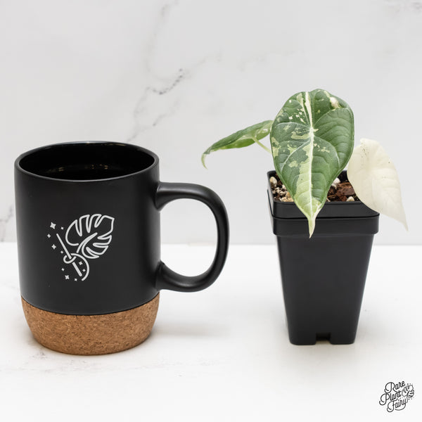 Alocasia Maharani Albo Variegated (wk3-I)