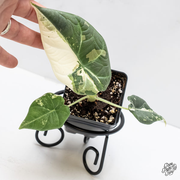 Alocasia Maharani Albo Variegated (wk3-Q)