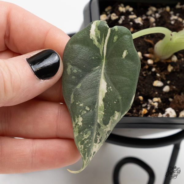 Alocasia Maharani Albo Variegated (wk3-Q)