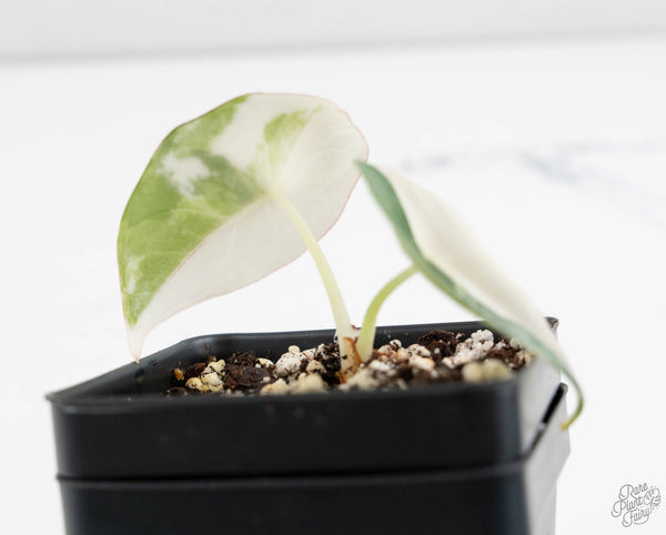 Alocasia 'Nebula' Albo Variegated (wk11-UK)