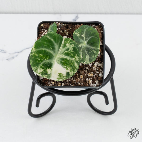 Alocasia 'Black Velvet Ninja' Albo Variegated *Grower's choice*