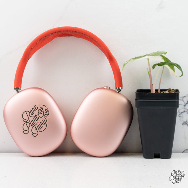 Alocasia 'Pink Dragon' Albo Variegated *Grower's Choice*