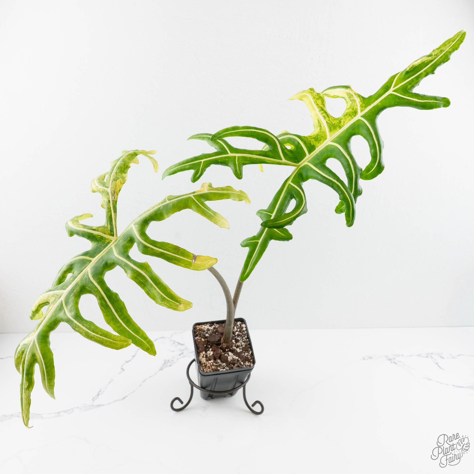 Alocasia Portei Aurea Variegated (wk14-UJ) *Corming Size* – Rare