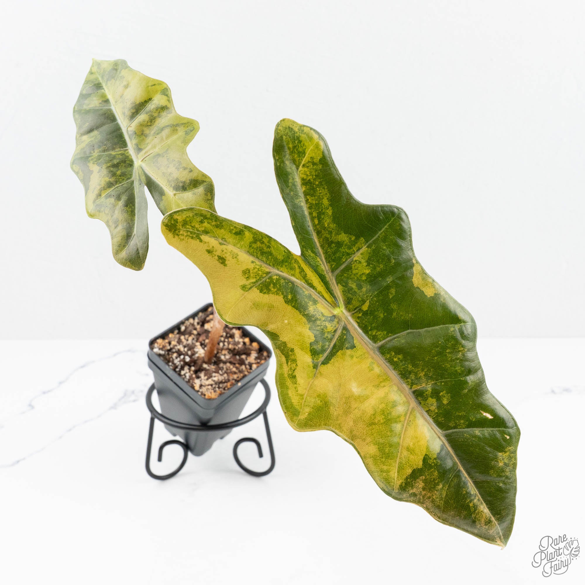 専用Prabu, exsotika var, salaca aurea,noid Alocasia Sanderiana Aurea Variegated (aka 'Pseudosanderiana