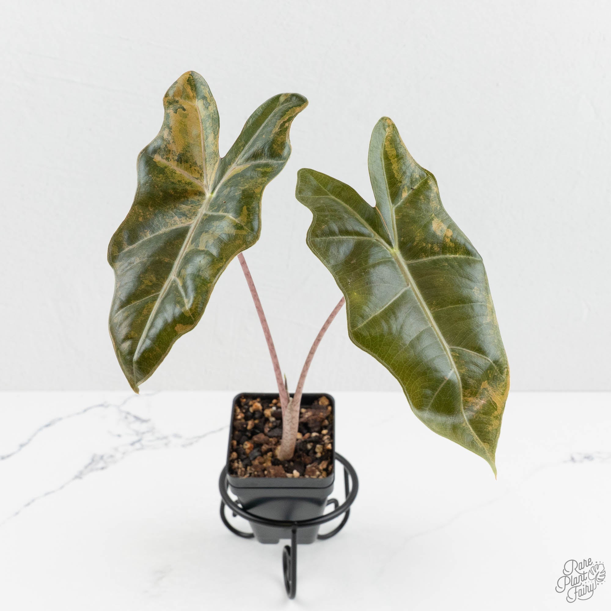 Alocasia Sanderiana Pink Variegated (aka 'Pseudosanderiana') (wk16