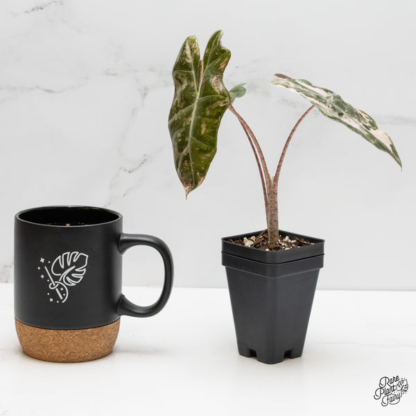 Alocasia Sanderiana Pink Variegated (aka. Pseudosanderiana) (wk2-N)