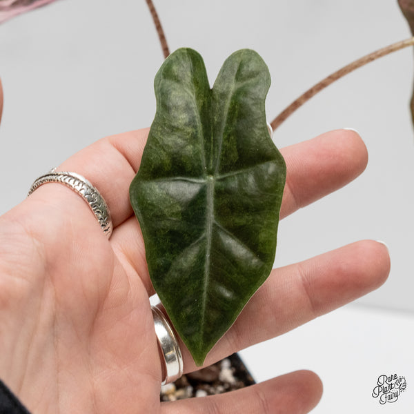 Alocasia Sanderiana Pink Variegated (aka. Pseudosanderiana) (wk2-N)