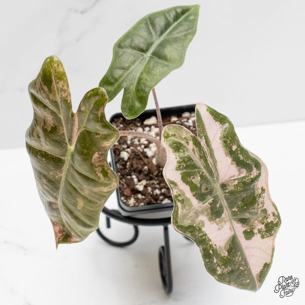 Alocasia Sanderiana Pink Variegated (aka. Pseudosanderiana) (wk2-N)