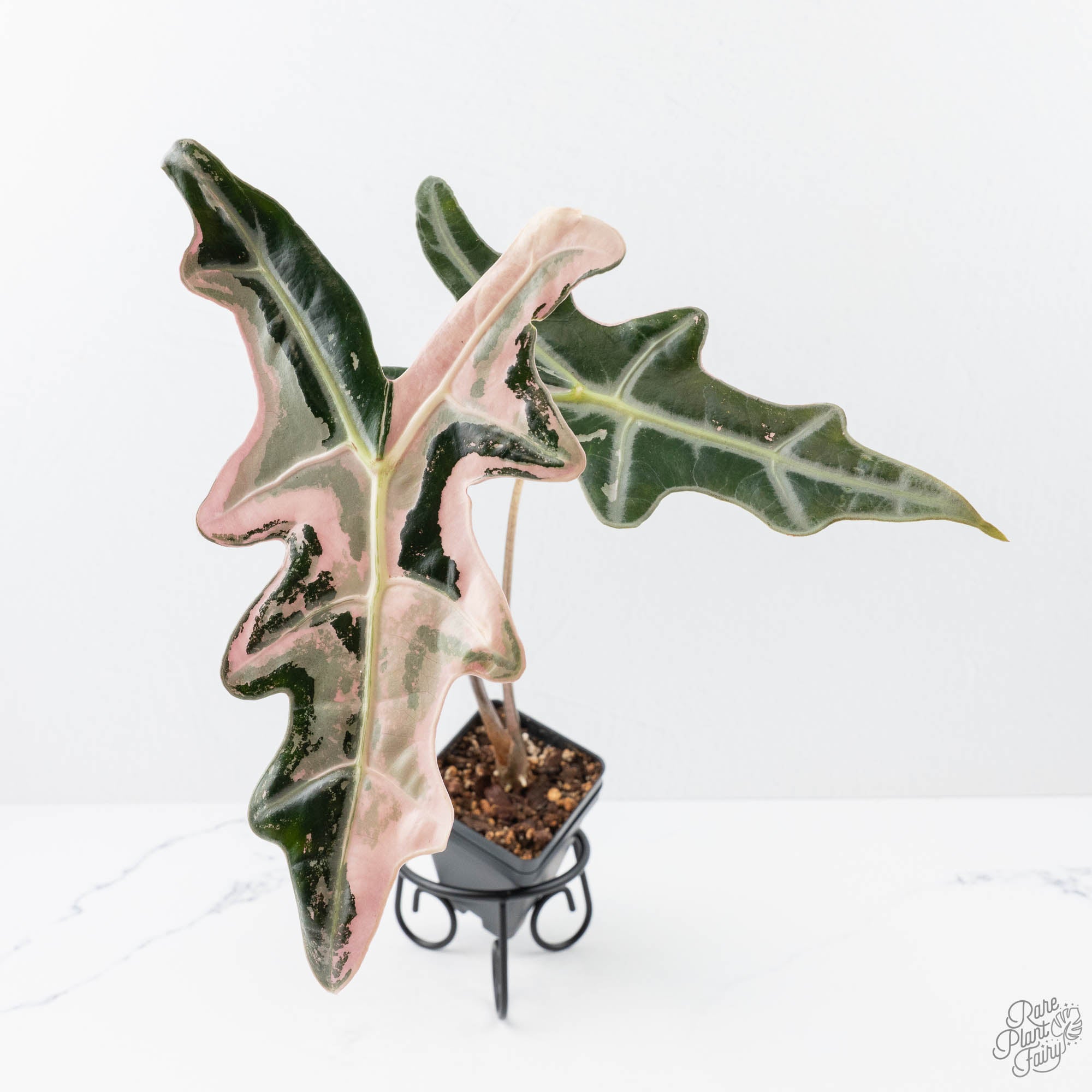 Alocasia Sanderiana Pink Variegated 'Nobilis' (wk21-C) *Corming