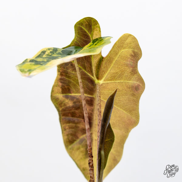 Alocasia Sanderiana Aurea Variegated (aka 'Pseudosanderiana') (wk50-A)