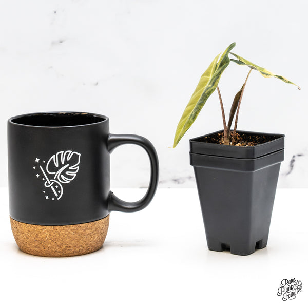 Alocasia Sanderiana Aurea Variegated (aka 'Pseudosanderiana') (wk50-A)