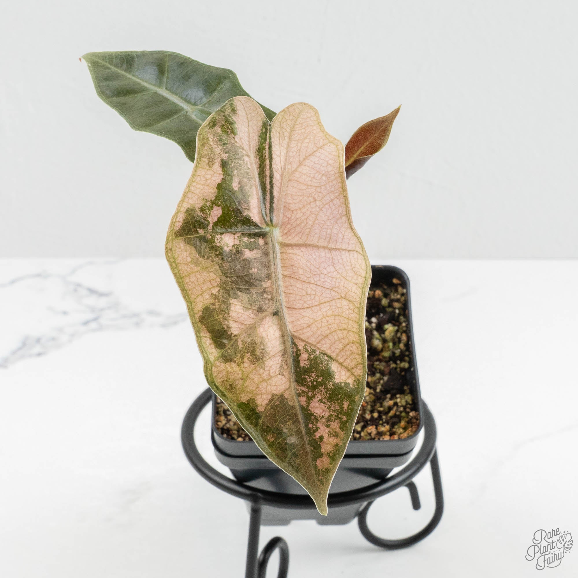 Alocasia Sanderiana Pink Variegated (aka 'Pseudosanderiana') (wk15