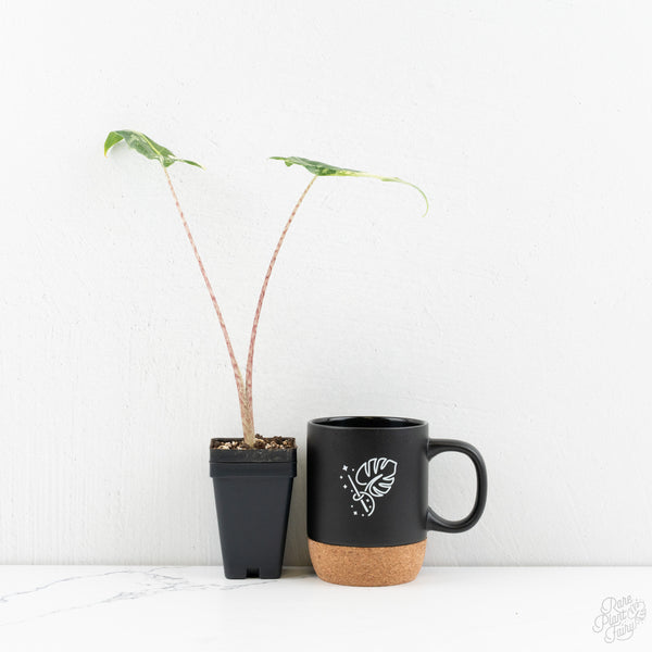 Alocasia Sarian Albo Variegated (wk9-R)