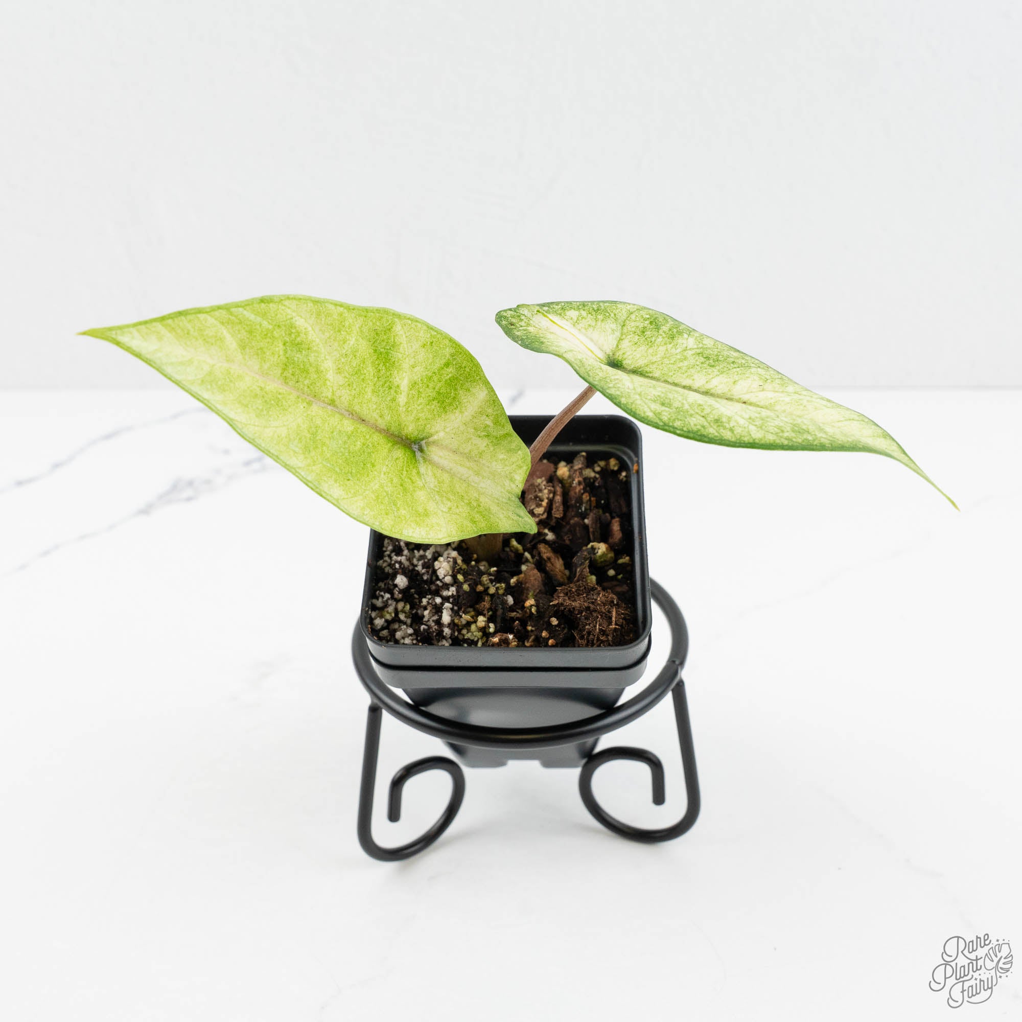 美株　Alocasia scalprum 'Variegata' Buy Alocasia Scalprum Variegated | Thailand Export – FloristaPearl