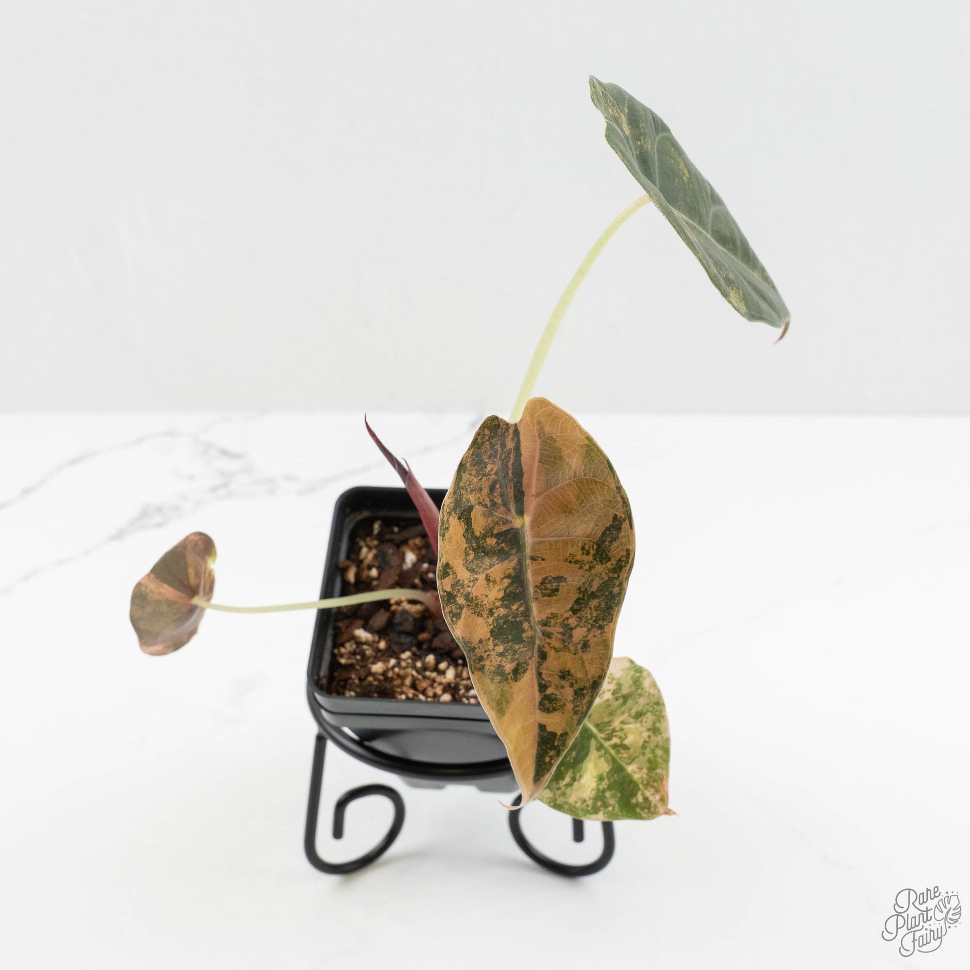 salaca var, exsotika 専用Prabu, aurea,noid Fairy Plant Rare – (wk16-A) Variegated Aurea 'Sedenii' Alocasia その他観葉植物
