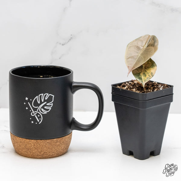 Alocasia 'Sedenii' Aurea Variegated (wk4-K)