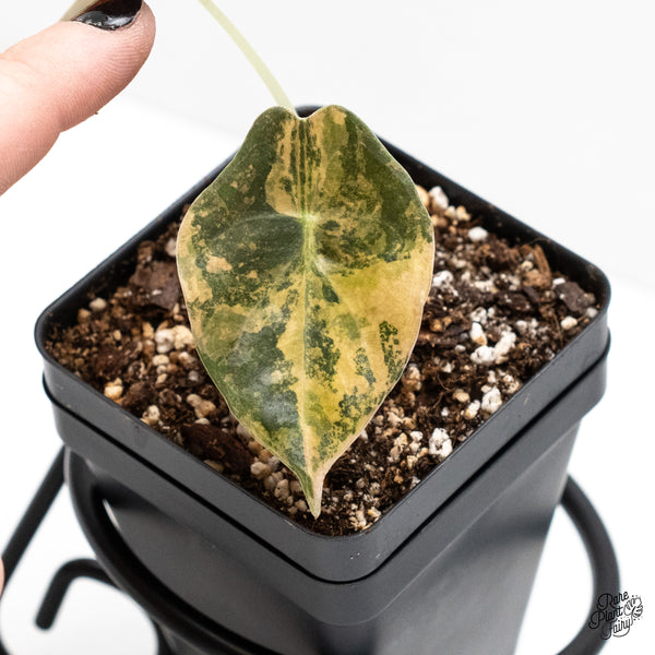 Alocasia 'Sedenii' Aurea Variegated (wk4-K)