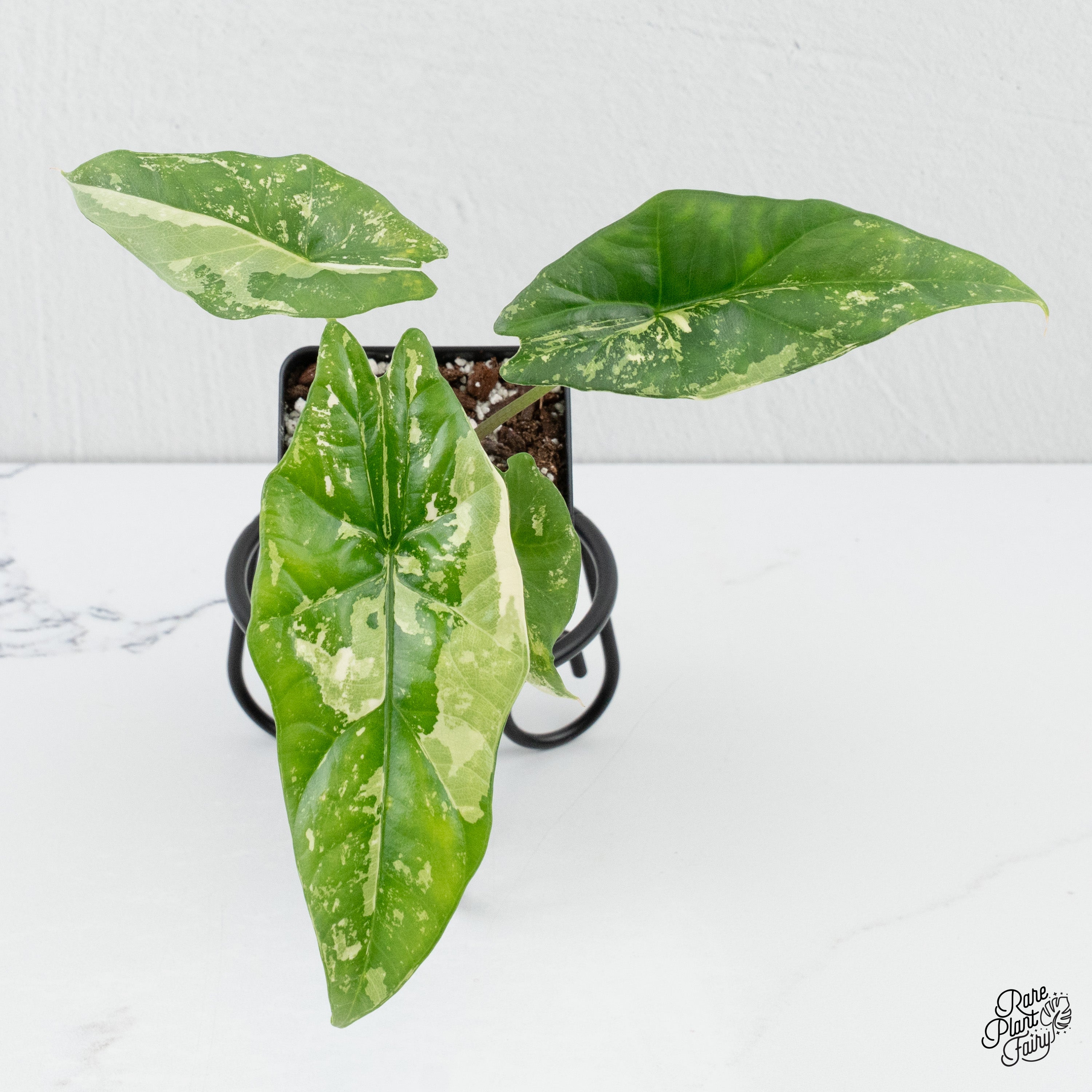aglaonema albo variegata Alocasia 'Simpo' Albo Variegated *Grower's Choice*