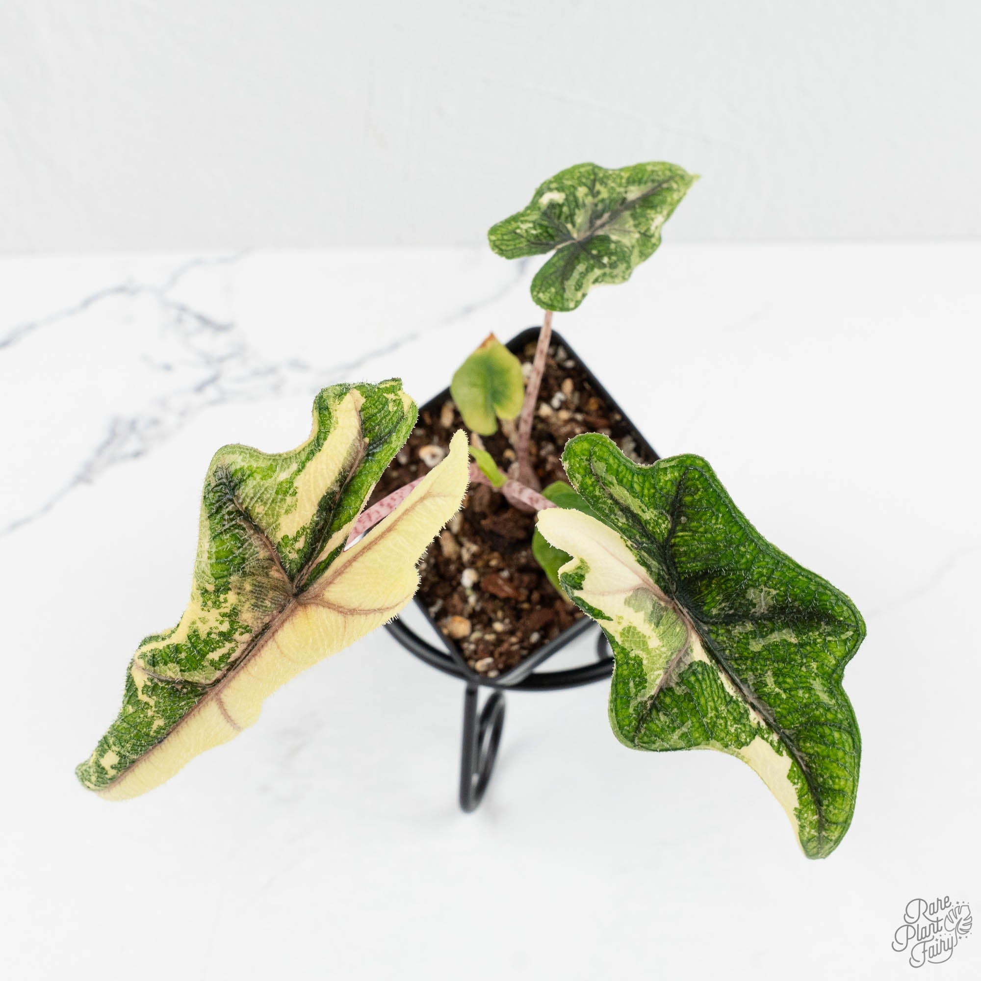 Alocasia Tandurusa Albo Variegated (previously Alocasia 'Jacklyn