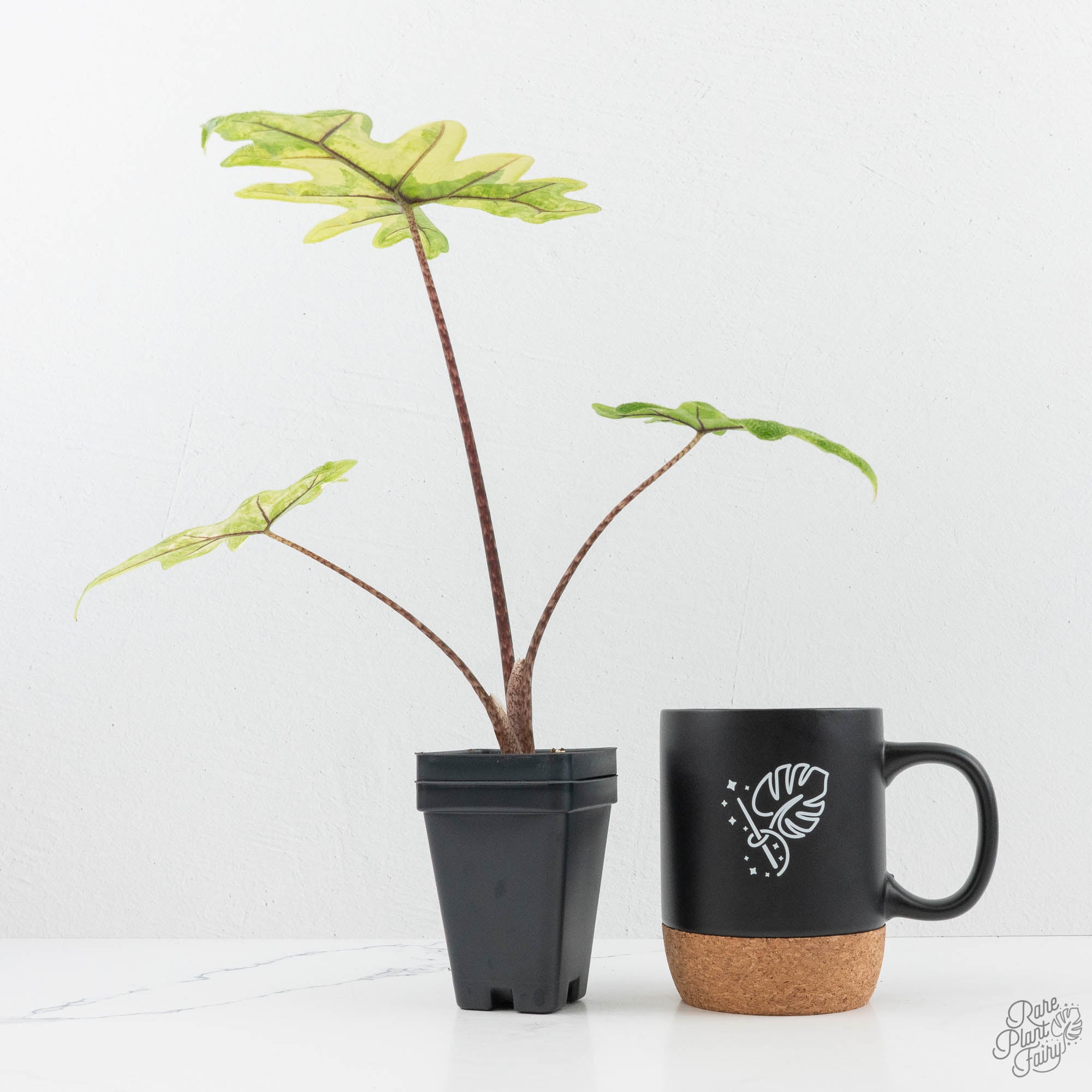 Alocasia Tandurusa Variegated (previously Alocasia 'Jacklyn' or