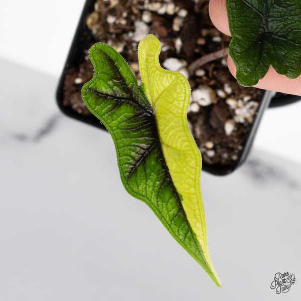 Alocasia Tandurusa Variegated (previously Alocasia 'Jacklyn' or 'Jaclyn') (wk43-B)