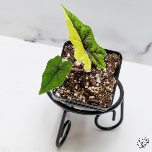 Alocasia Tandurusa Variegated (previously Alocasia 'Jacklyn' or 'Jaclyn') (wk43-B)