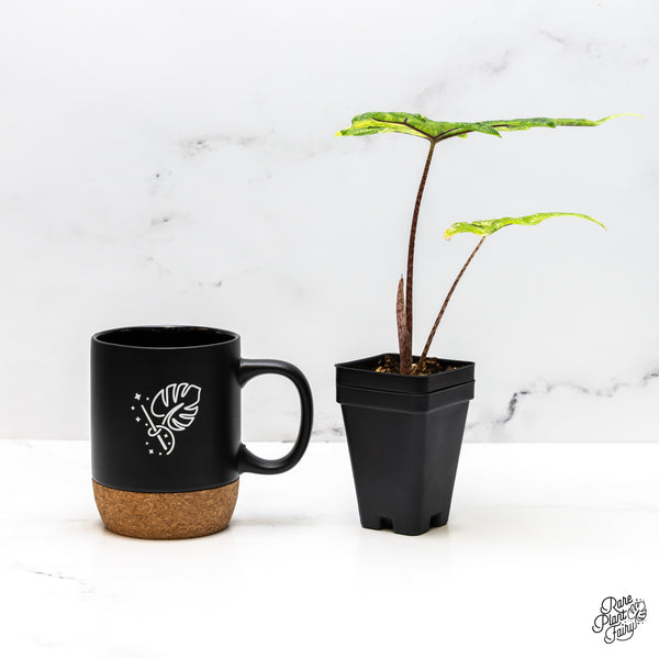 Alocasia Tandurusa Variegated (previously Alocasia 'Jacklyn' or 'Jaclyn') (wk50-M)