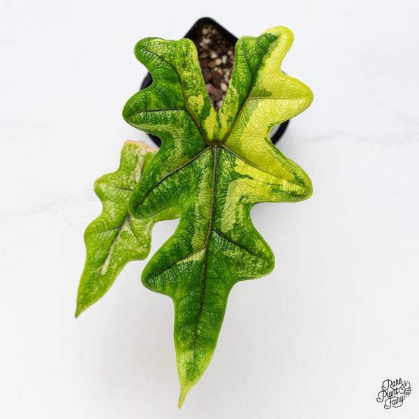 Alocasia Tandurusa Variegated (previously Alocasia 'Jacklyn' or 'Jaclyn') (wk50-M)