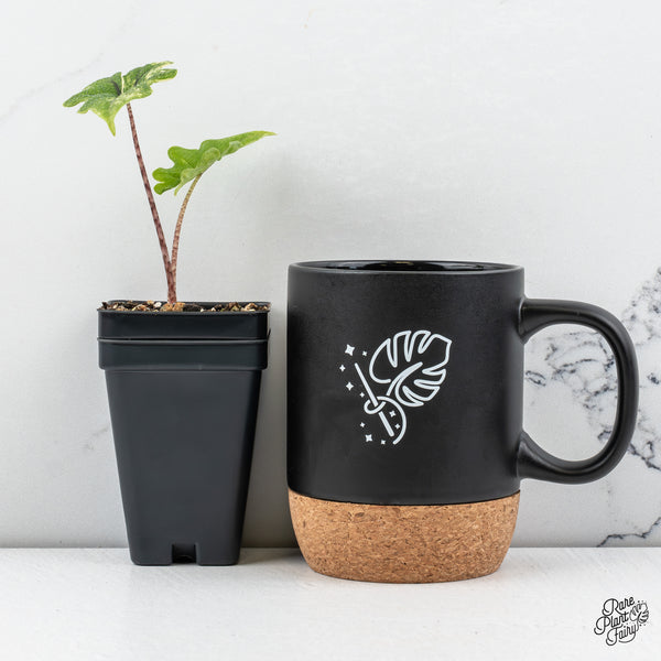 Alocasia Tandurusa Variegated (previously Alocasia 'Jacklyn' or 'Jaclyn') *Growers Choice*