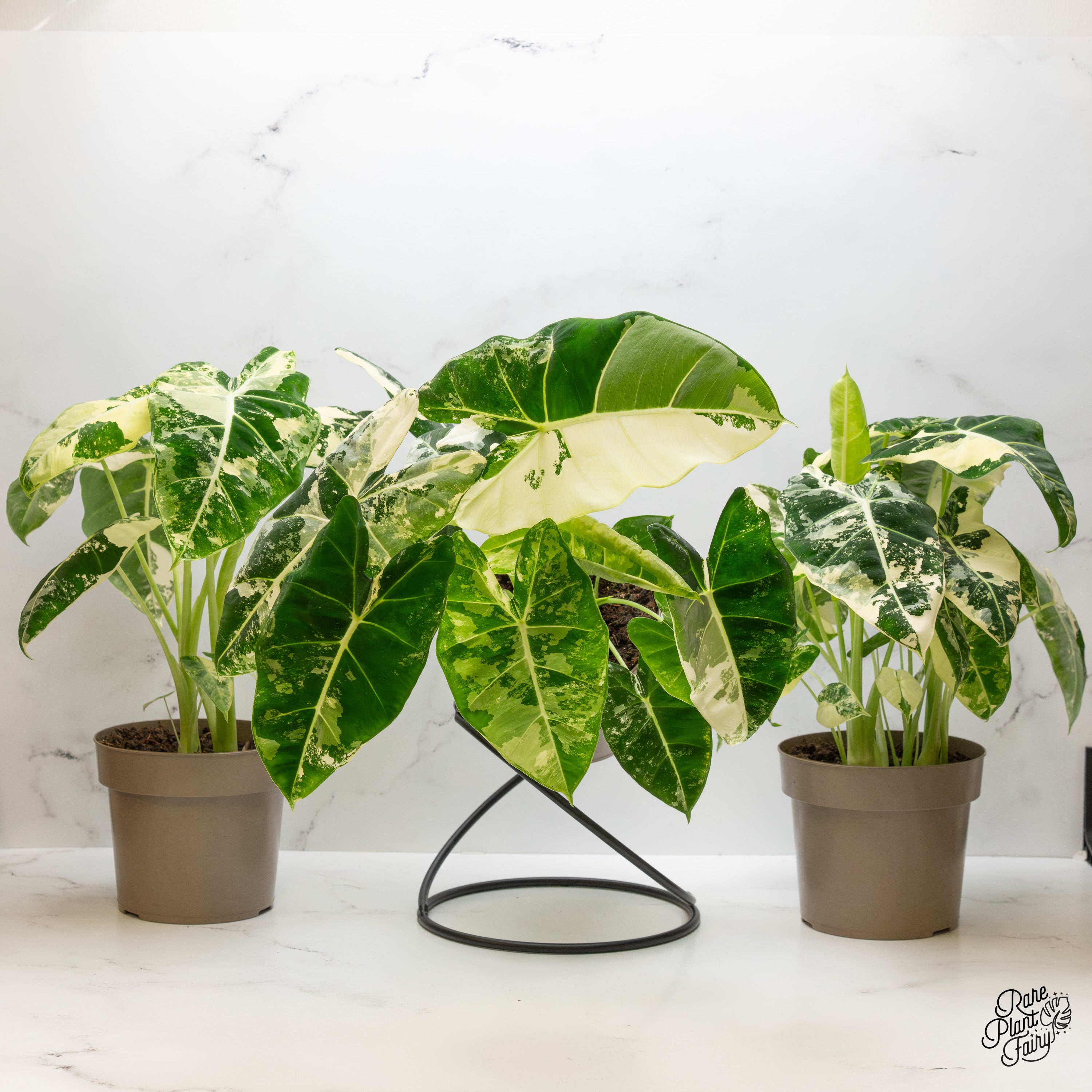 anthurium frydek Alocasia 'Frydek' albo variegated *Grower's Choice* – Rare Plant Fairy