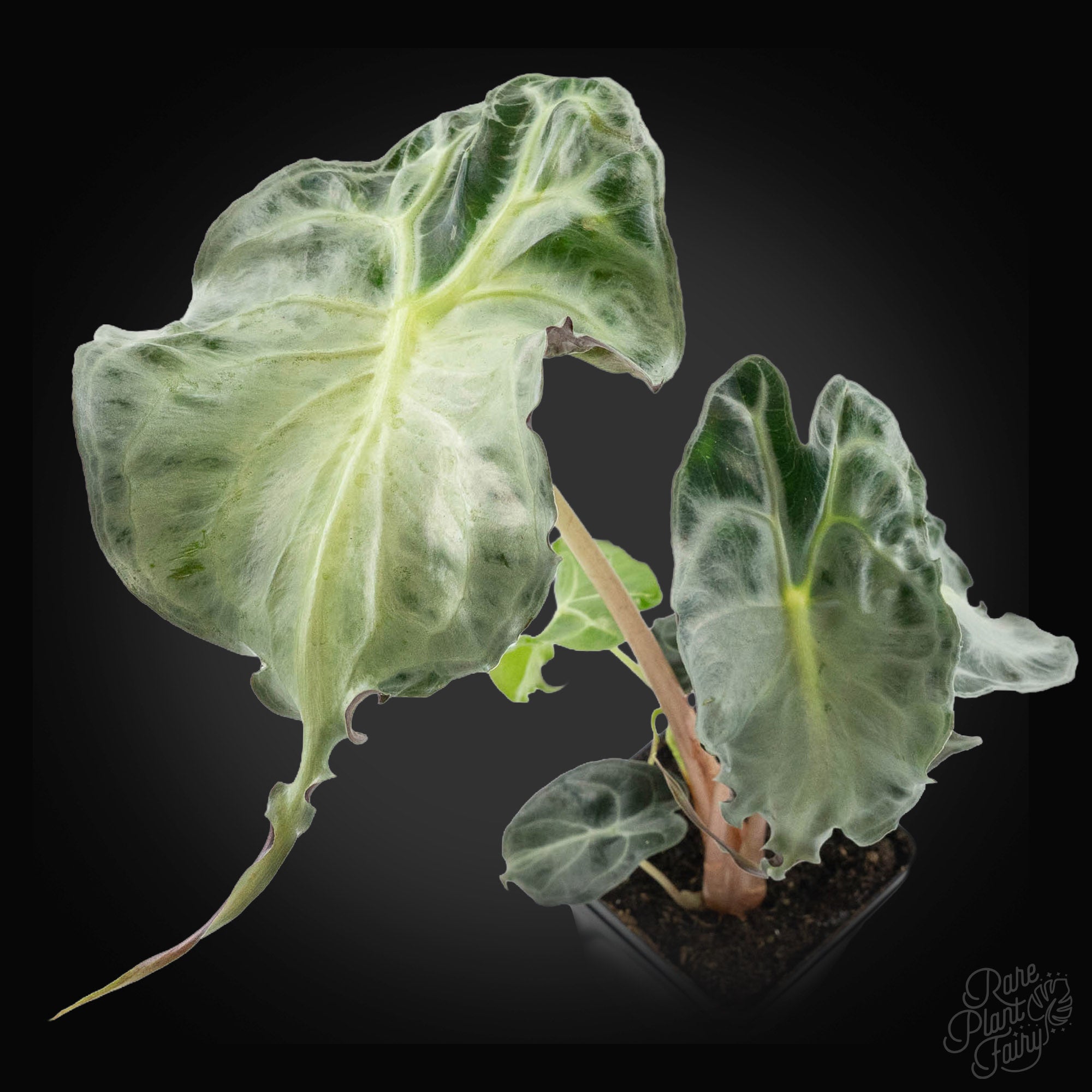 rare elephant ear plant Alocasia 'Venom' *Grower's Choice*